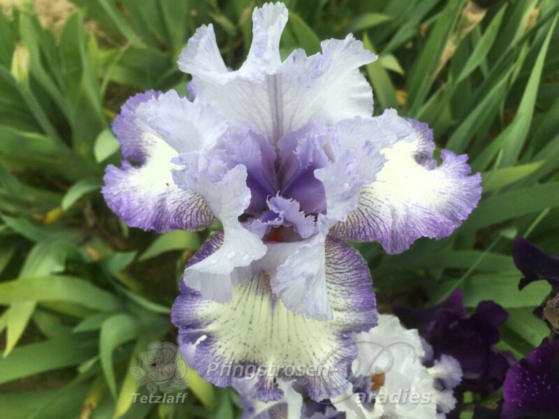 Iris Acoma