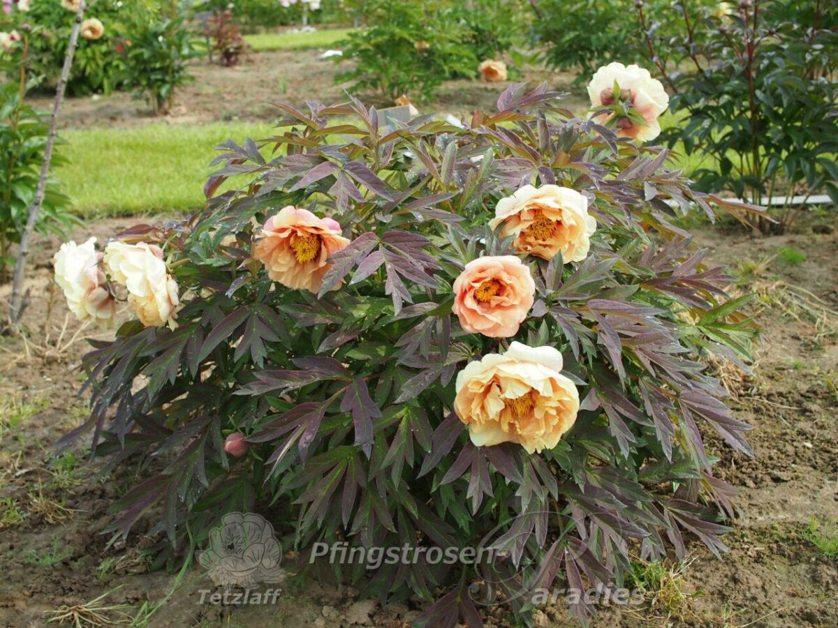 pfingstrose-paeonia-peony-Harvest