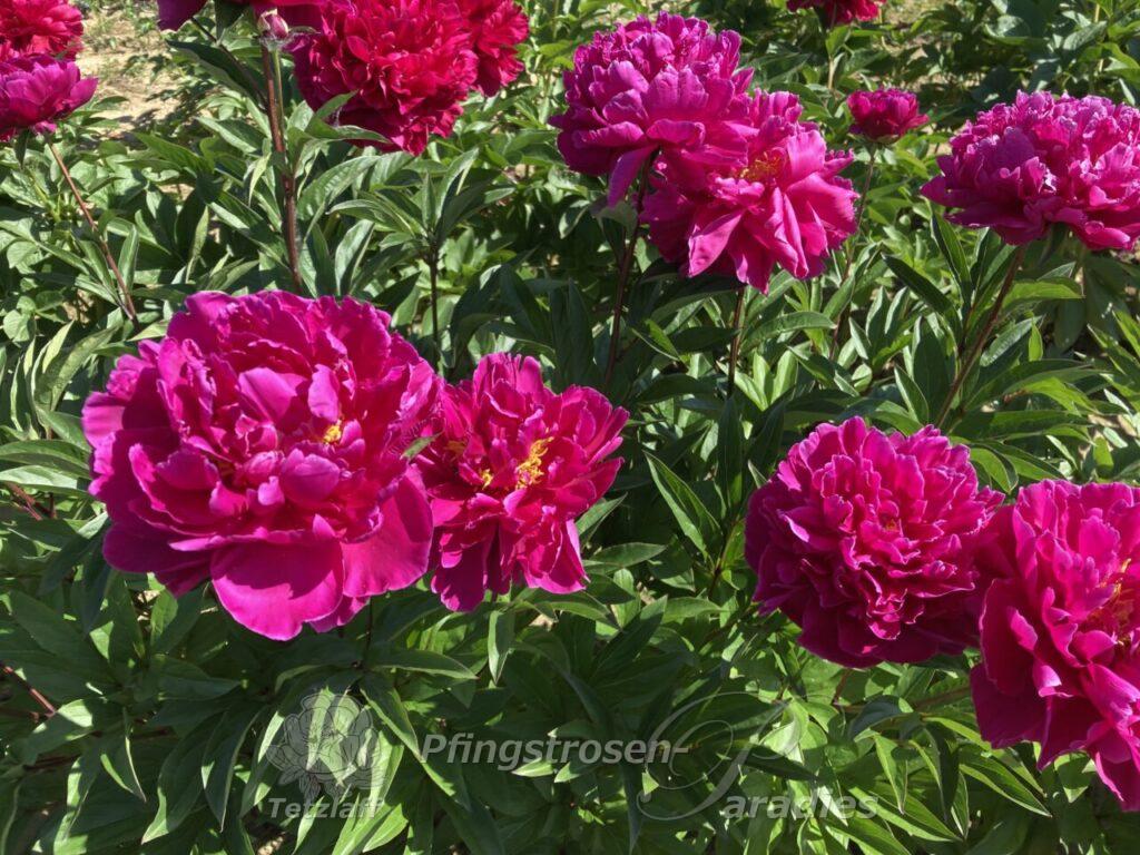 Paeonia 'Adolphe Rousseau' | Pfingstrosen-Paradies Tetzlaff
