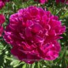 pfingstrose-paeonia-peony-Adolphe Rousseau