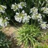 winterharter Agapanthus