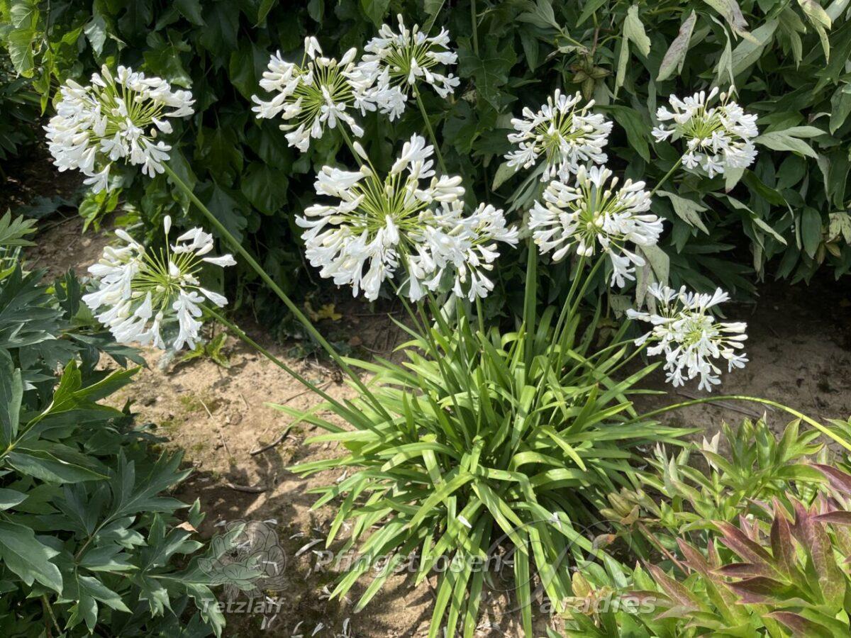 winterharter Agapanthus
