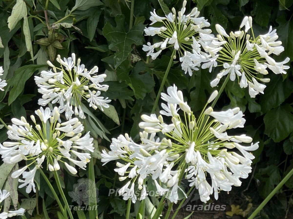 winterharter Agapanthus