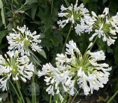 winterharter Agapanthus