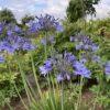 winterharter Agapanthus