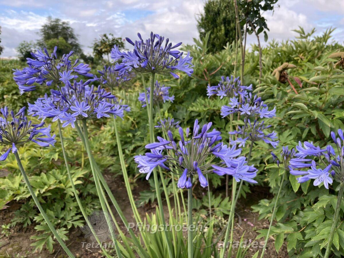winterharter Agapanthus