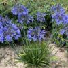 winterharter Agapanthus