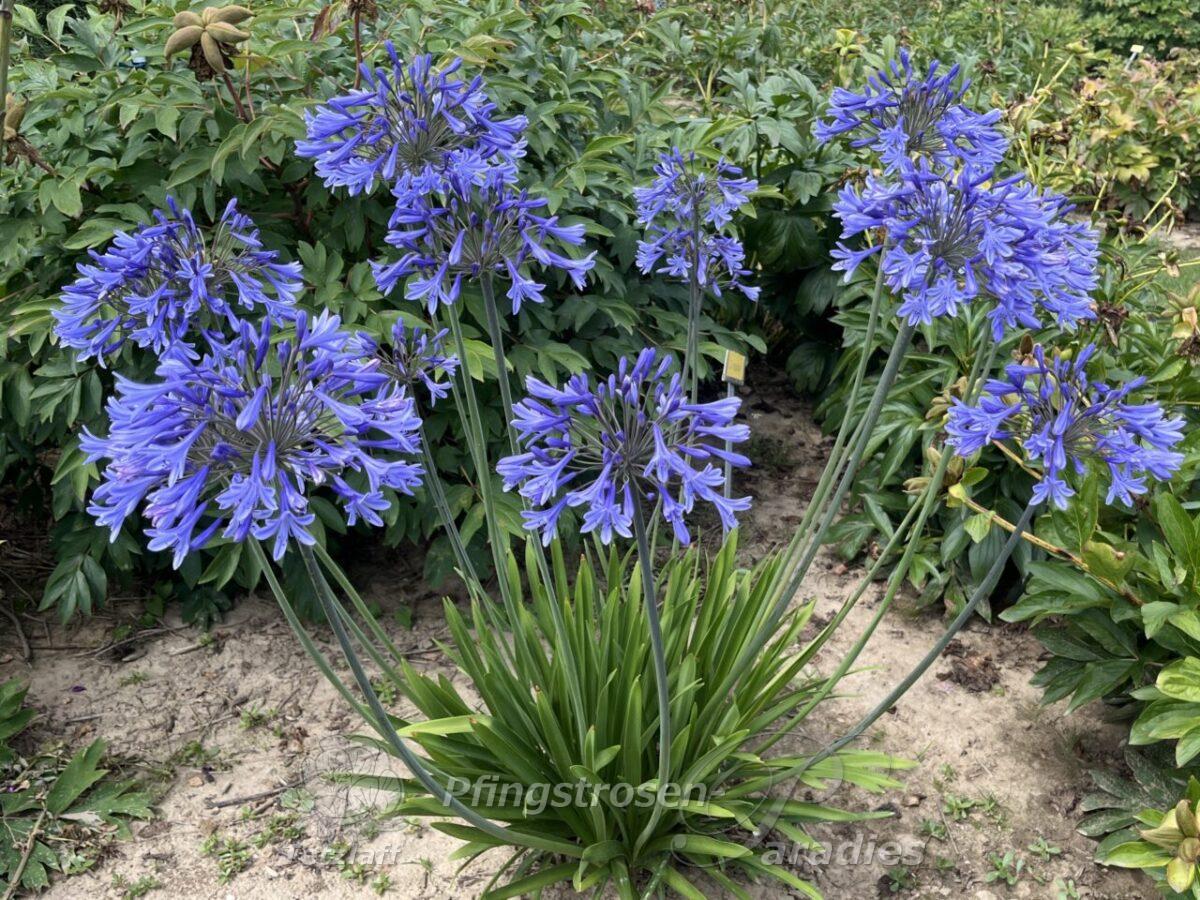 winterharter Agapanthus
