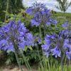winterharter Agapanthus