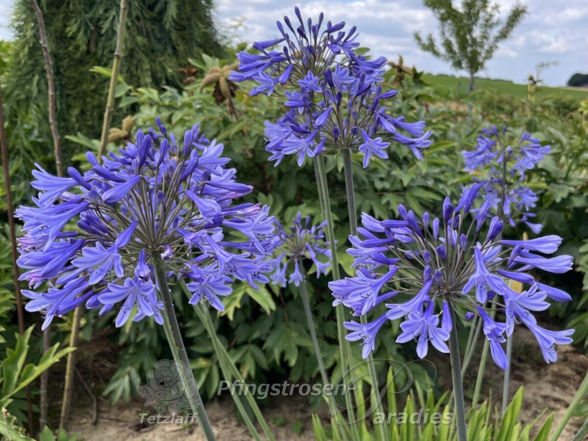 winterharter Agapanthus
