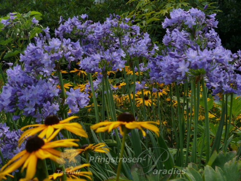 Agapanthus blau