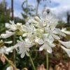 winterharter Agapanthus