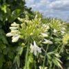 winterharter Agapanthus
