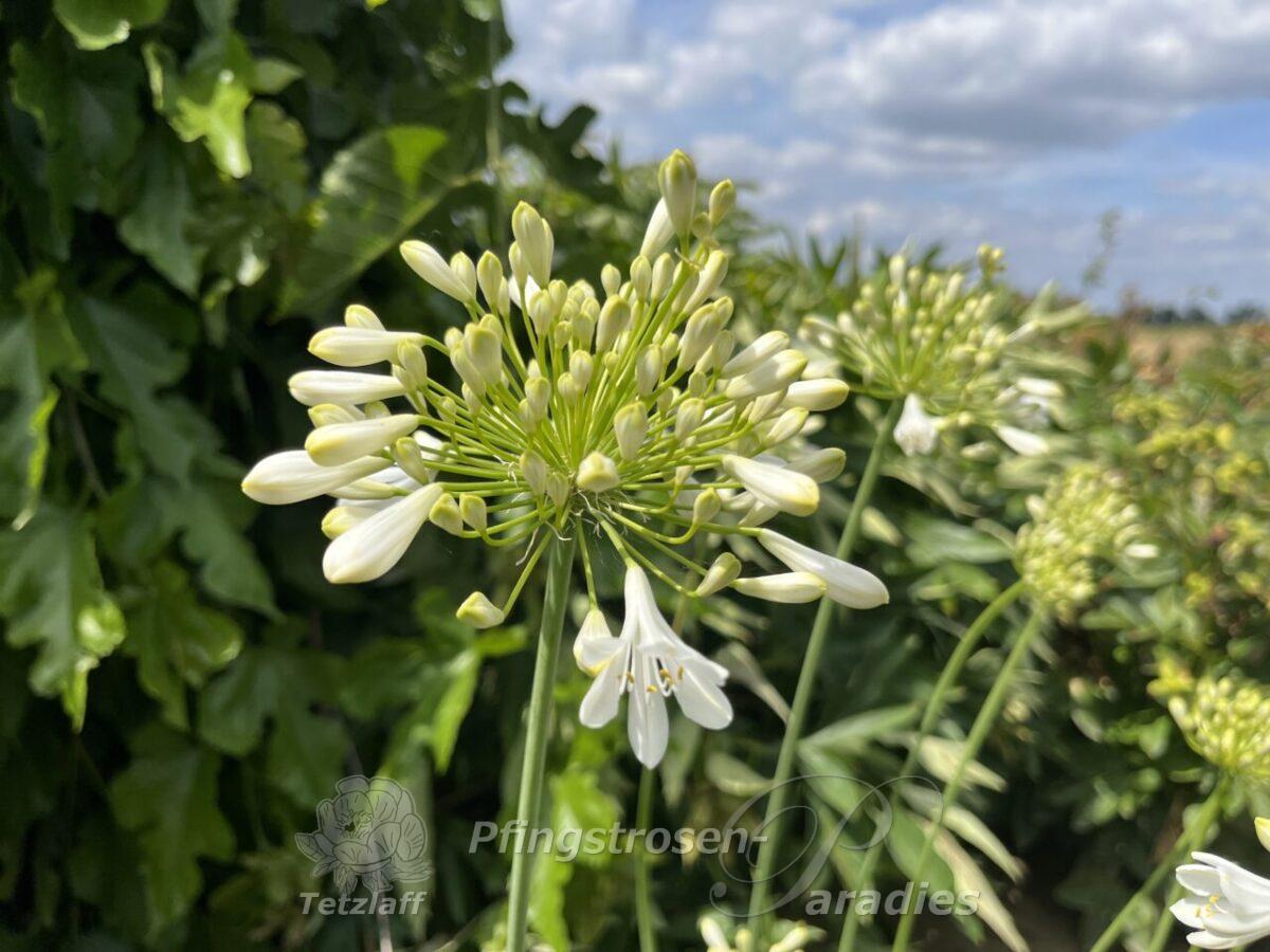 winterharter Agapanthus