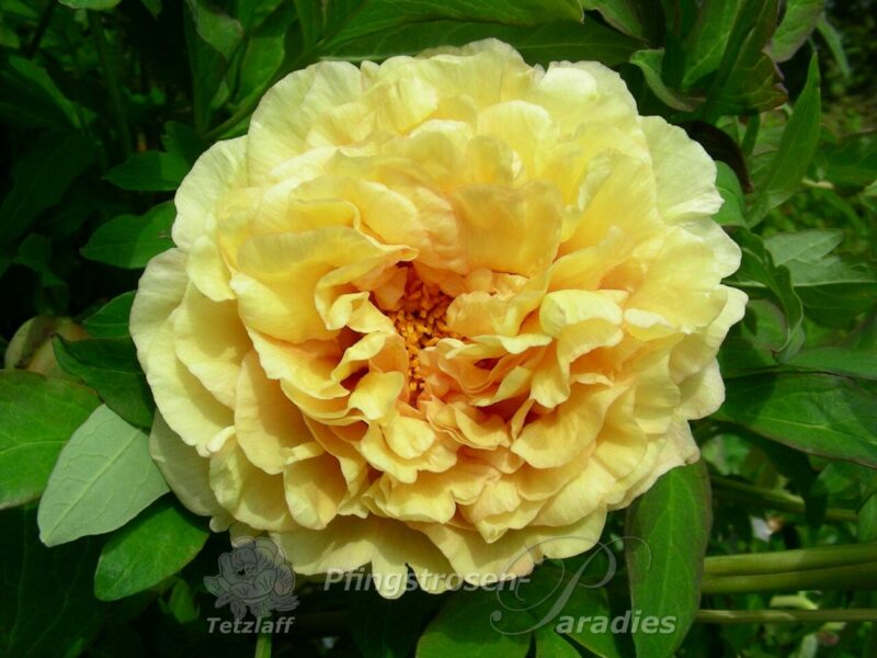 pfingstrose-paeonia-peony-Age of Gold