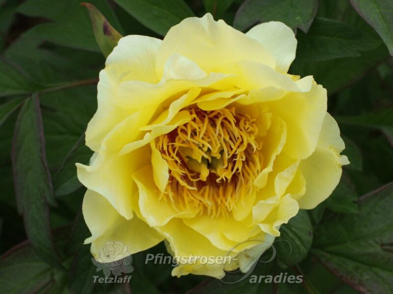 pfingstrose-paeonia-peony-Age of Gold