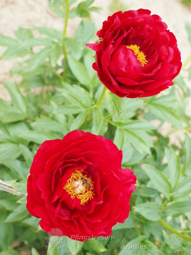 pfingstrose-paeonia-peony-Alexander Woollcott