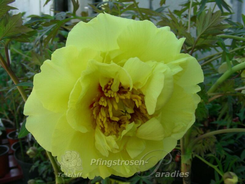 pfingstrose-paeonia-peony-Alice in Wonderland