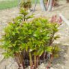 pfingstrose-paeonia-peony-Amarillo Star (Yellow Breeder Plant)