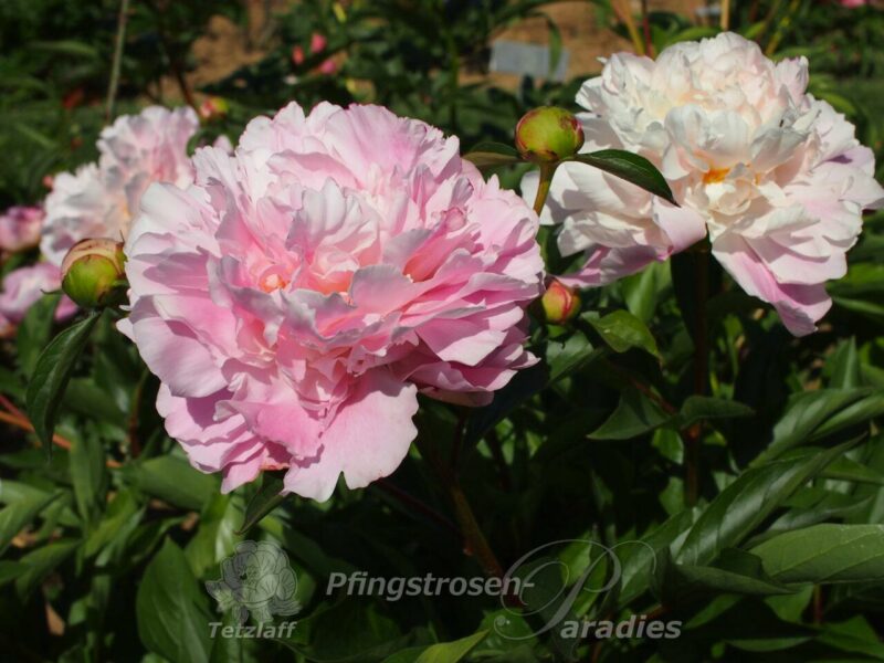 pfingstrose-paeonia-peony-Angelika