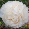 pfingstrose-paeonia-peony-nn Cousins