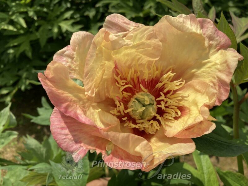 Apfingstrose-paeonia-peony-ntigone