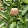 pfingstrose-paeonia-peony-Apricot Whisper
