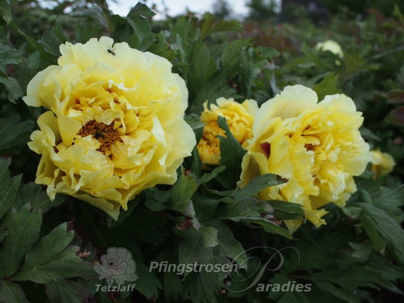 pfingstrose-paeonia-peony-August Moon