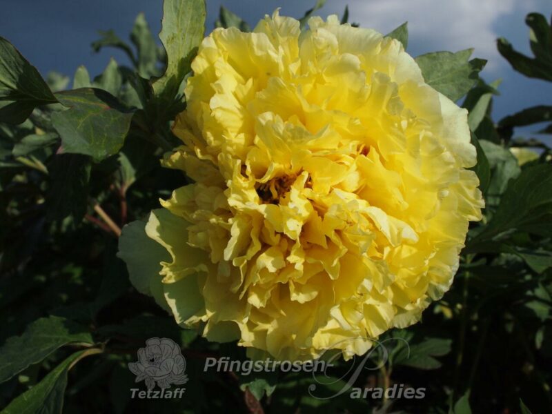 pfingstrose-paeonia-peony-August Moon