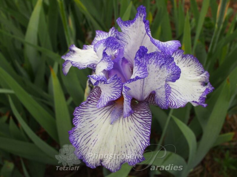 Iris Autumn Circus