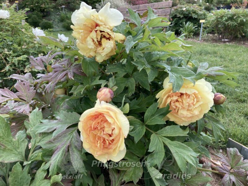 pfingstrose-paeonia-peony- Autumn Harvest