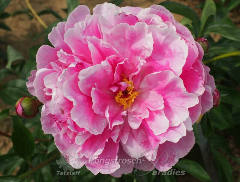 pfingstrose-paeonia-peony-Barbara