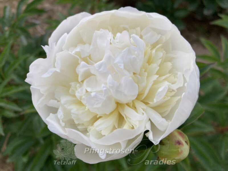 pfingstrose-paeonia-peony-Baroness Schroeder
