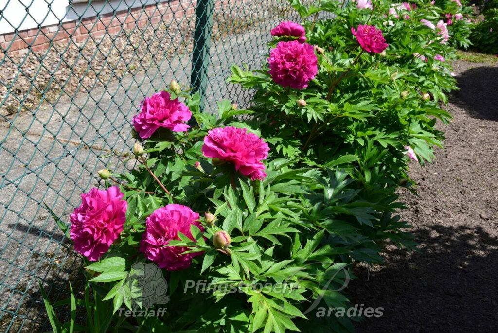Paeonia 'Belle Toulousaine' | Pfingstrosen-Paradies Tetzlaff