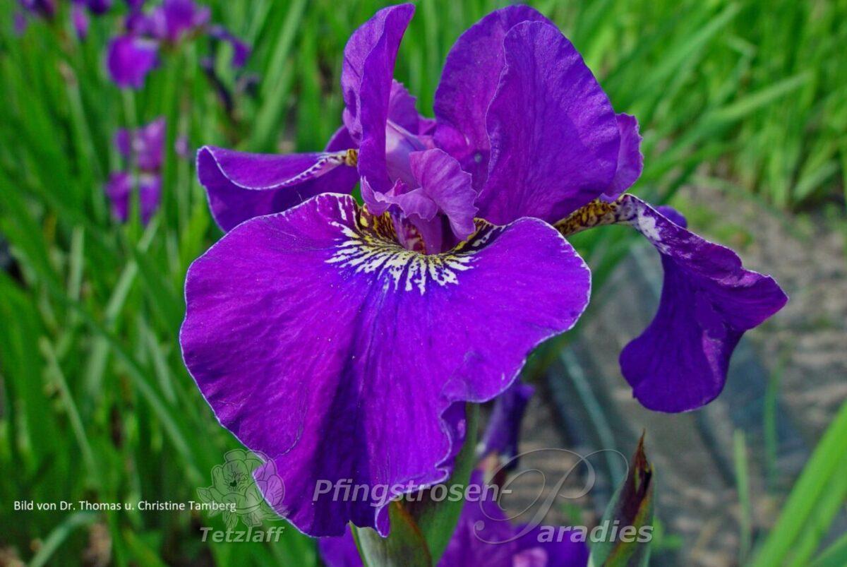 Berlin Violetta 1 Berlin Violetta