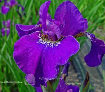 Berlin Violetta