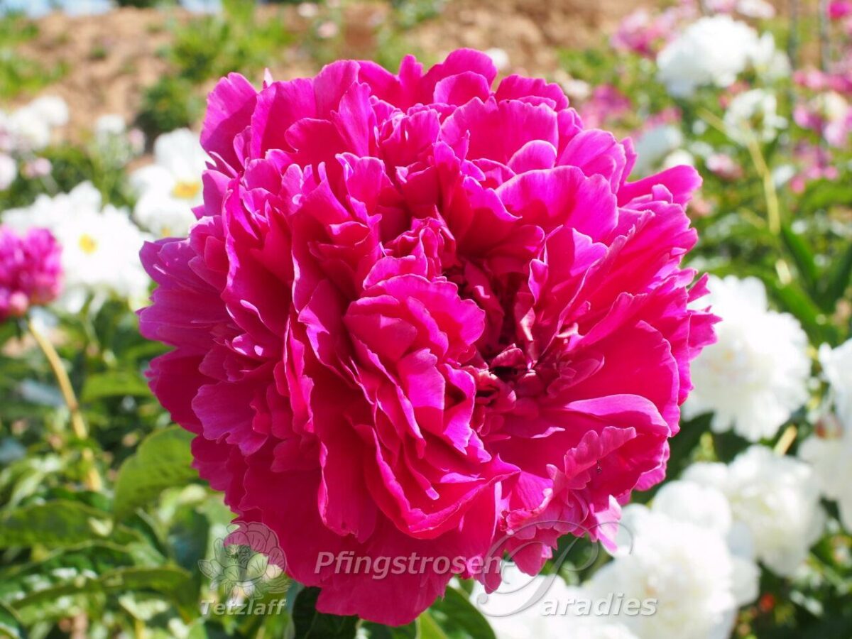 pfingstrose-paeonia-peony-Best Man