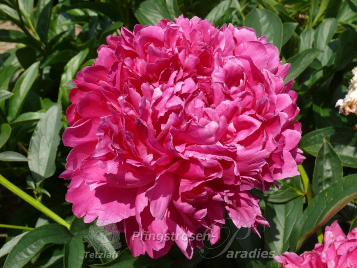 pfingstrose-paeonia-peony-Best Man