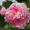 pfingstrose-paeonia-peony-Anderson's Big Pink Seedling