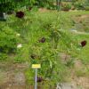pfingstrose-paeonia-peony-Black Panther
