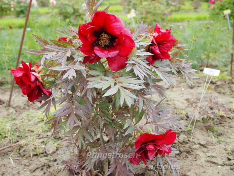 pfingstrose-paeonia-peony-Black Pirate