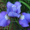 Blauwal 1 Iris x sibtosa 'Blauwal'