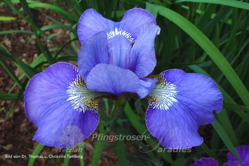 Blauwal 1 Iris x sibtosa 'Blauwal'