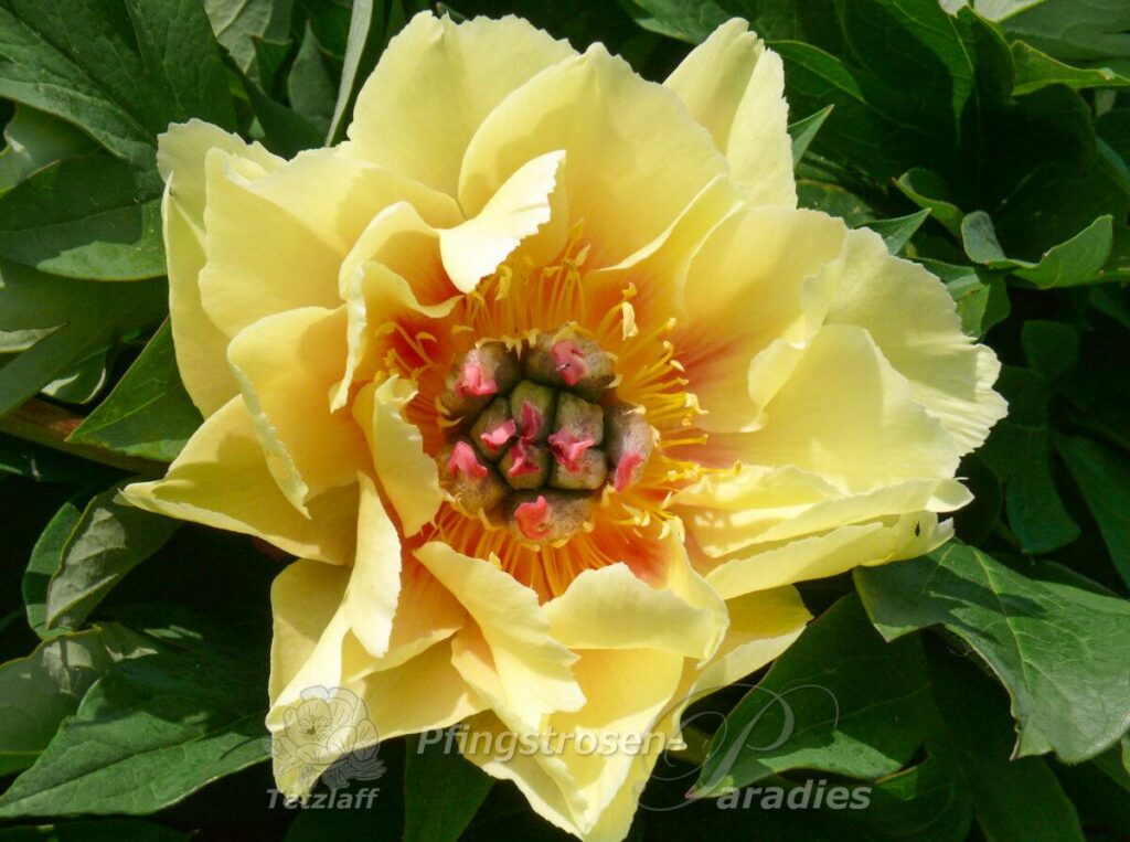 Paeonia 'Border Charm' | Pfingstrosen-Paradies Tetzlaff