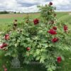 pfingstrose-paeonia-peony-Boreas