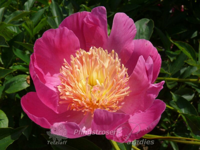 pfingstrose-paeonia-peony-Bowl of Beauty