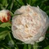 pfingstrose-paeonia-peony-Bowl of Cream