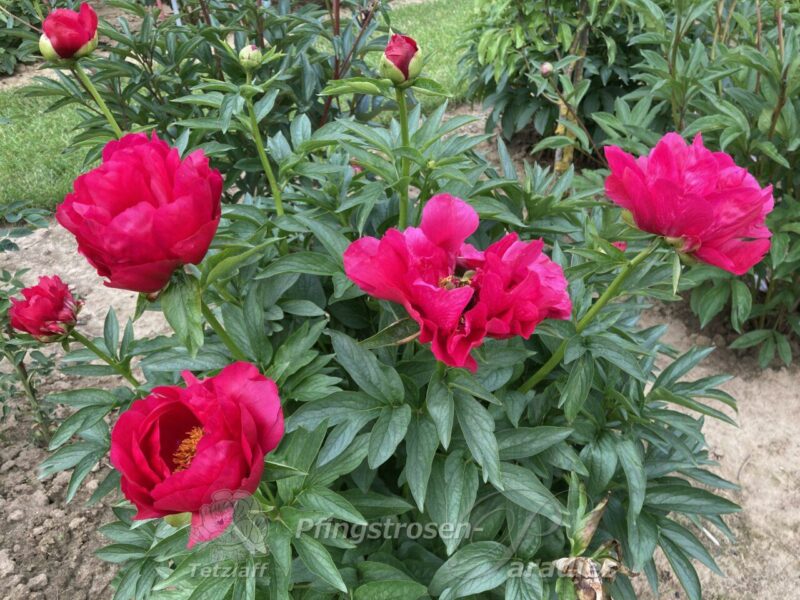 pfingstrose-paeonia-peony-Bravura