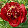 pfingstrose-paeonia-peony-Buckeye Belle