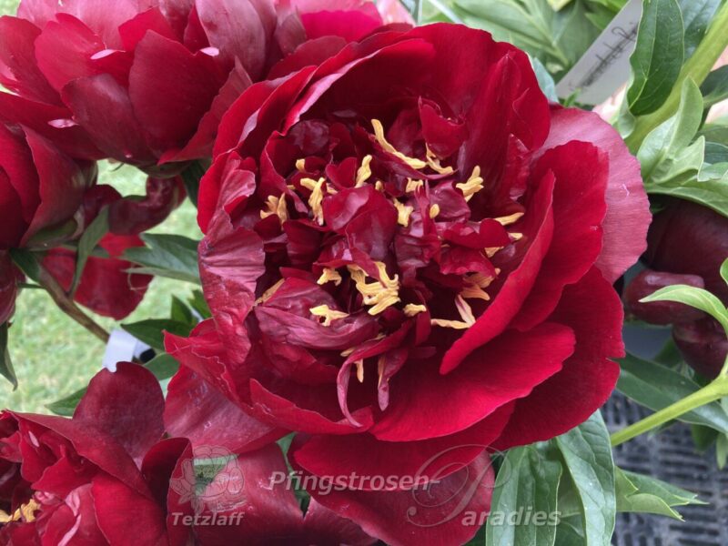 pfingstrose-paeonia-peony-Buckeye Belle